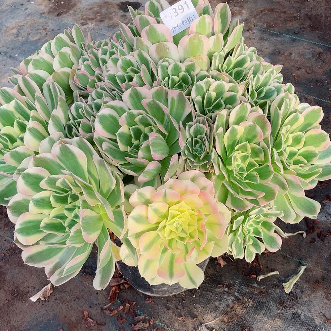 无花朵多肉植物391