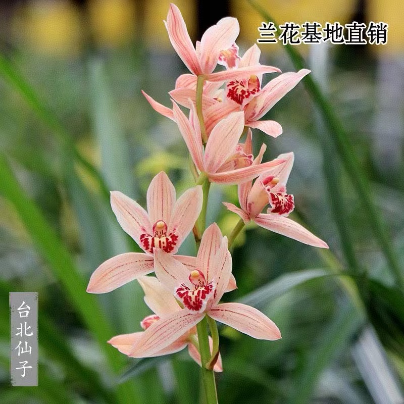 台北仙子建兰正品兰花浓香型花卉复色花一杆多花四季兰