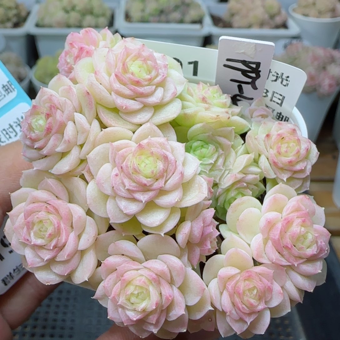 【闪购商品】0308-191（ppt-47）