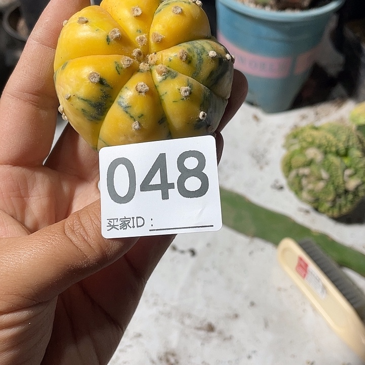 仙人球无根48号兜锦