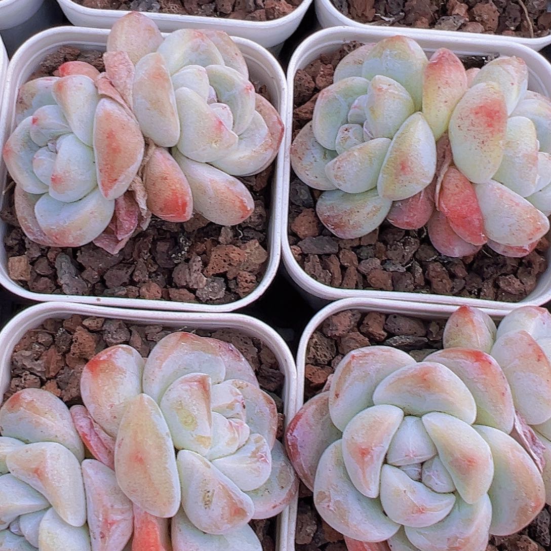 5.5盆精品双头冰玉3颗