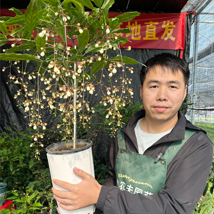 棒棒糖 泰国垂丝茉莉 室内开花仙气十足的蝴蝶花多年生木本植物