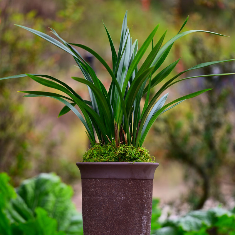 墨兰铭品【双喜】紫砂盆栽好种好室内外易养活盆栽