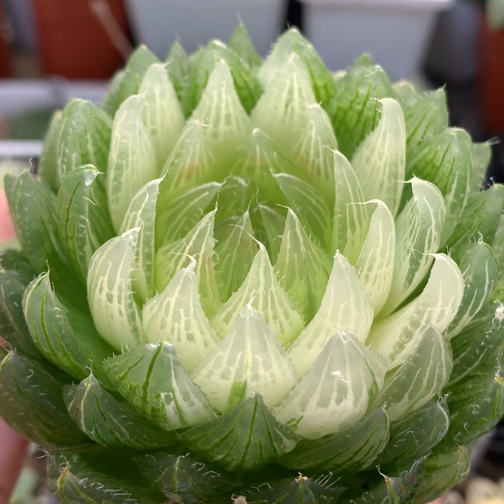 樱水晶玉露锦带盆土发货