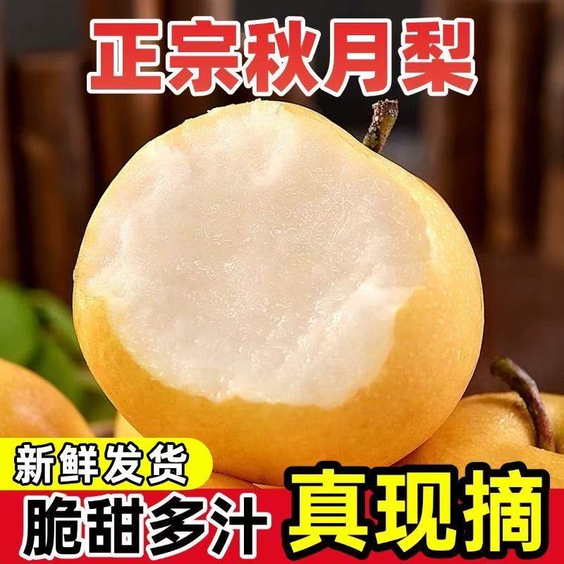 正宗秋月梨新鲜现摘脆甜多汁产地直发中秋精品水果