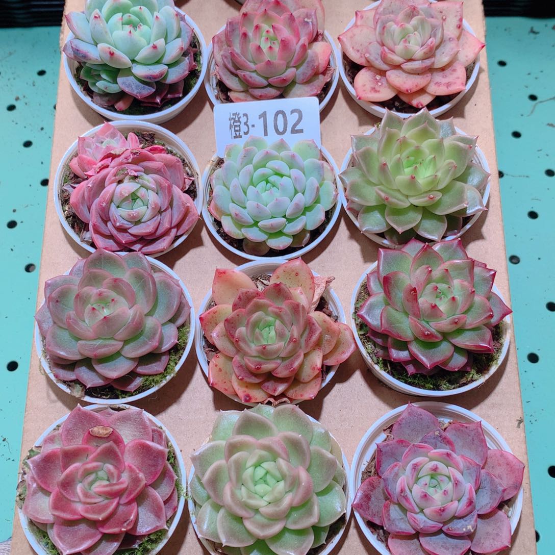 3-102一物一拍多肉带盆18颗