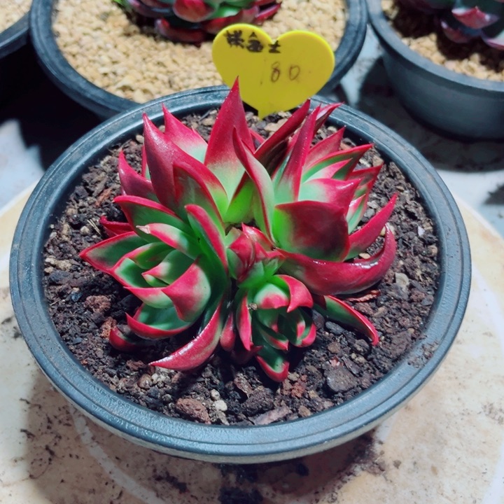 惊鸿仙子多肉植物180