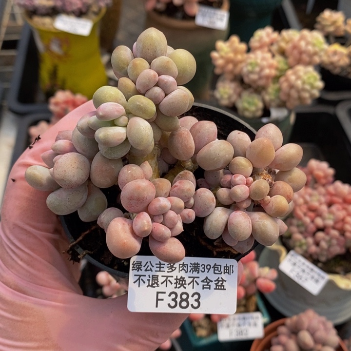 汤圆老桩有掉叶8cm383多肉植物