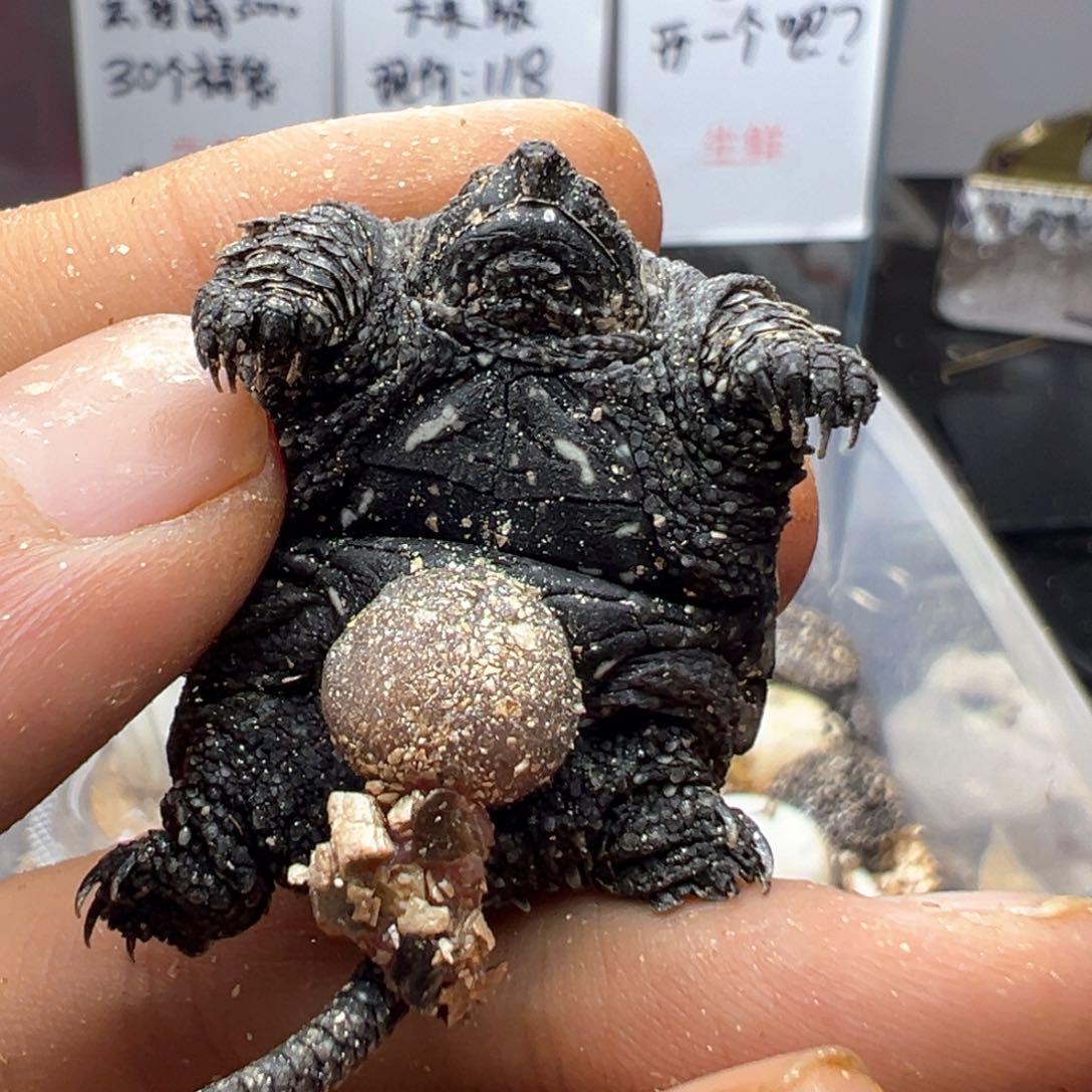 不分公母小鳄龟红红火火 顶