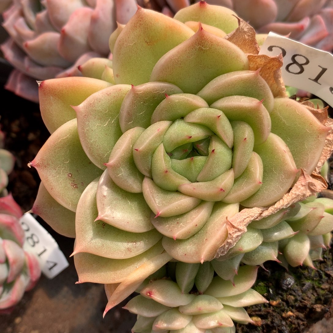 2815杂交精品基地11厘米