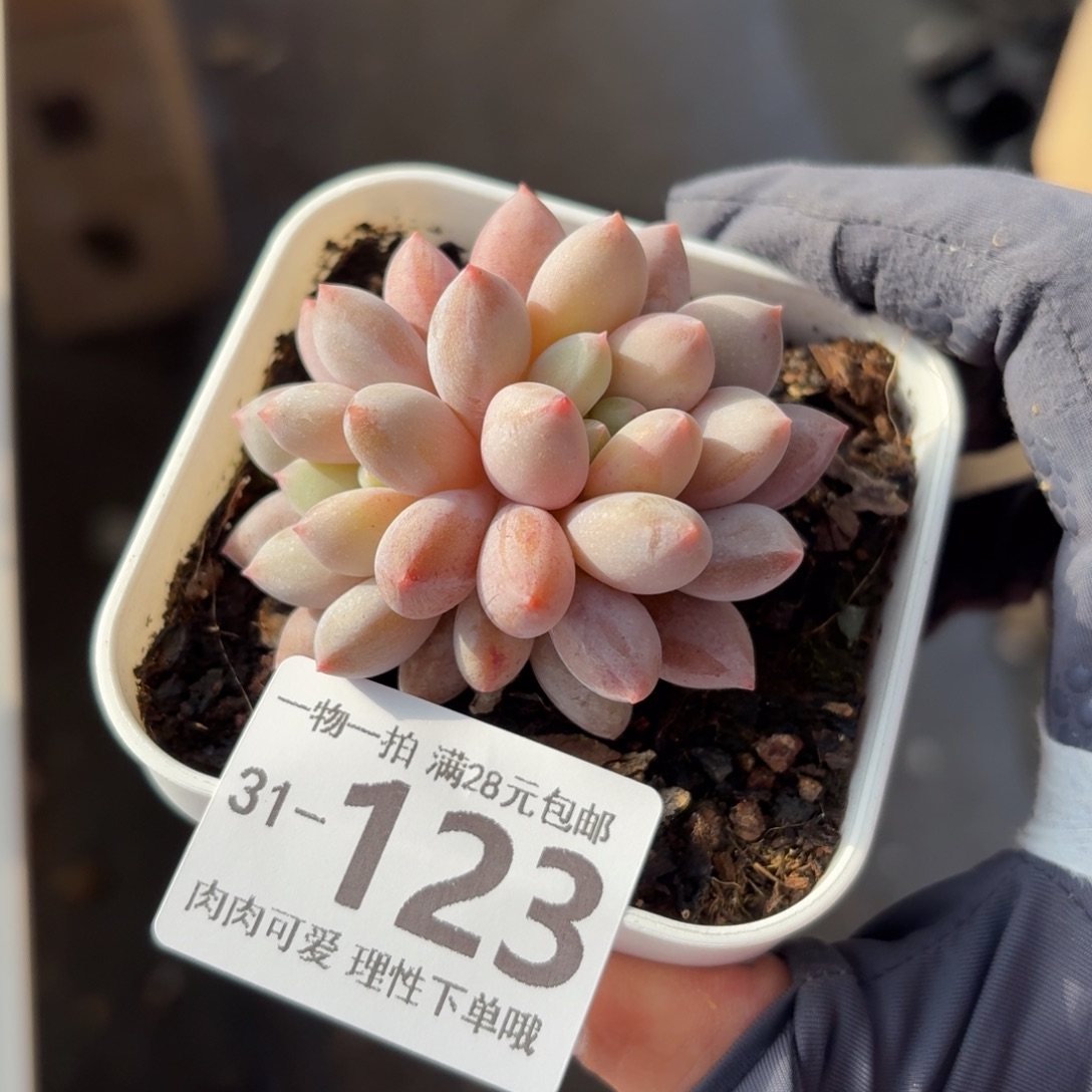 半夏无盆土发货无