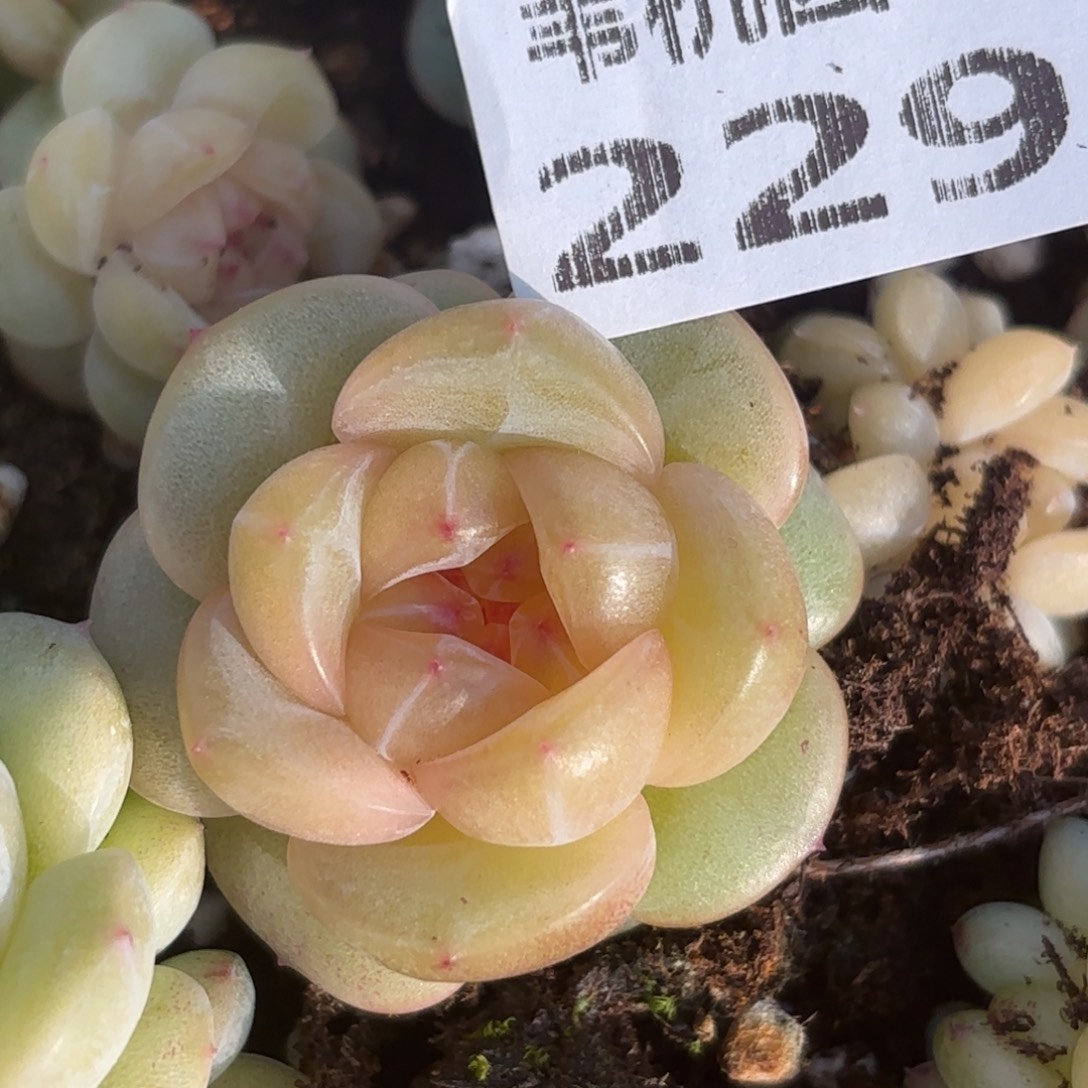 229补货中最多能收到两条