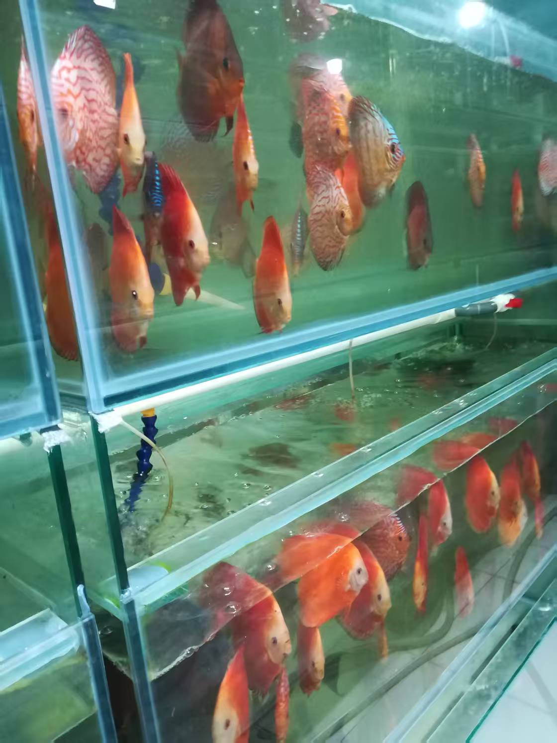 七彩神仙热带观赏鱼活体