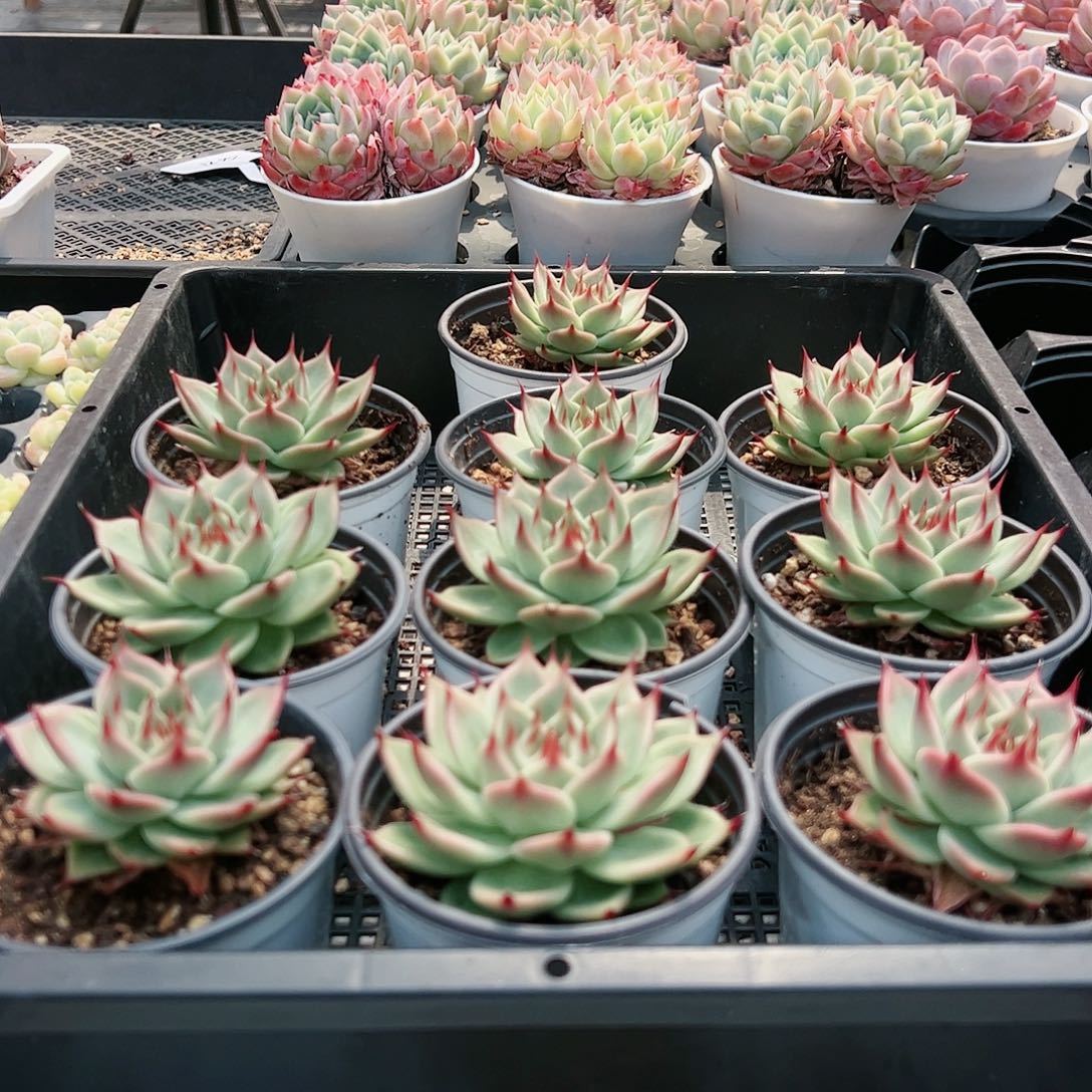 多肉植物托斯卡内利