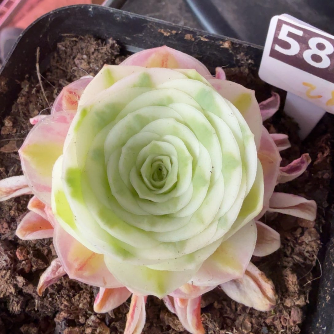 冬雪586山地玫瑰