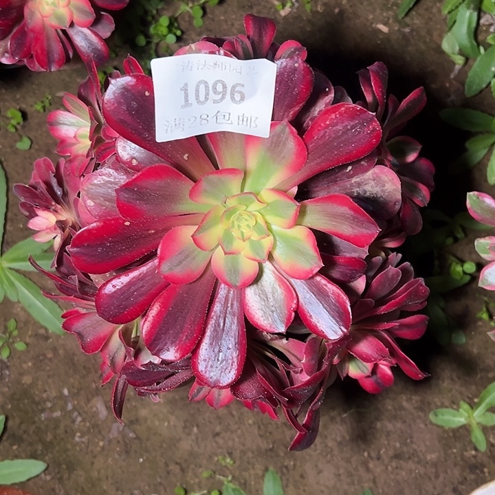 1096美杜莎多肉植物