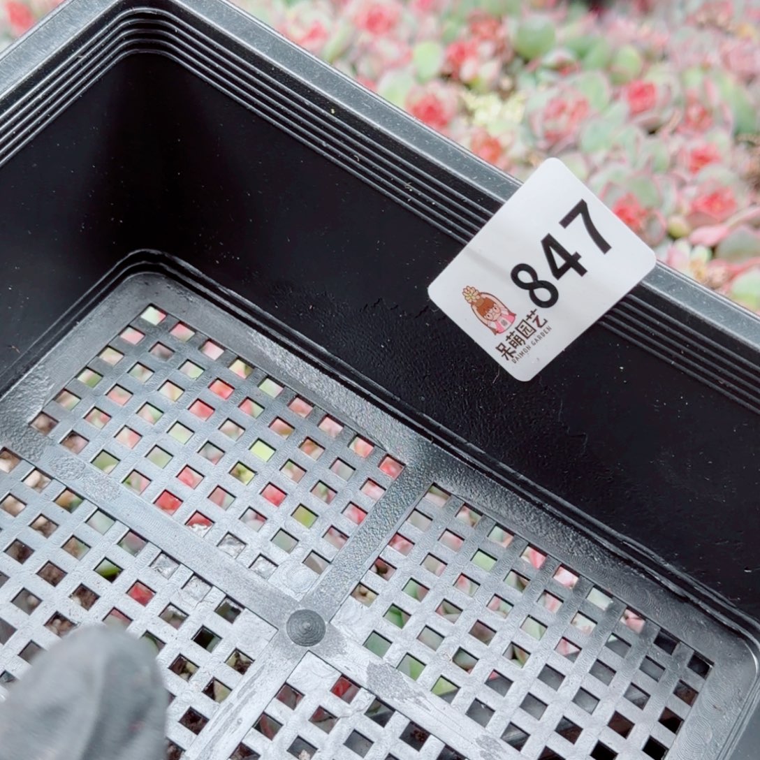 泡***x多肉植物多肉植物