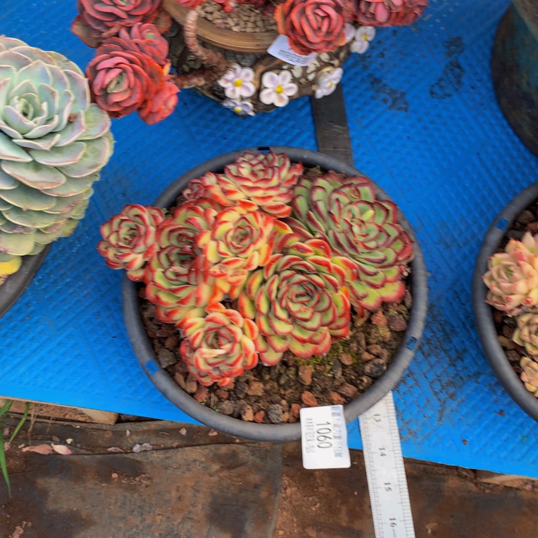 S****a1060肉酱玫瑰多肉