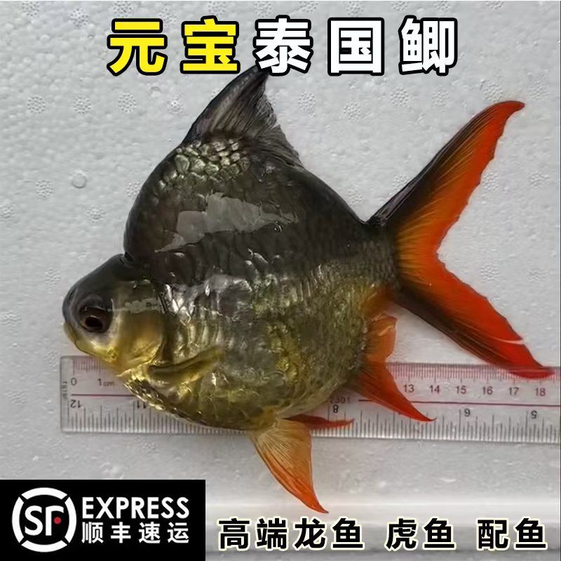 元宝泰国鲫真零号高端龙鱼配鱼元宝柠檬鲫一号短身泰国进口鱼