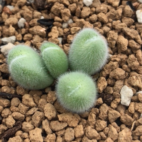 多肉肉锥 紫花毛球