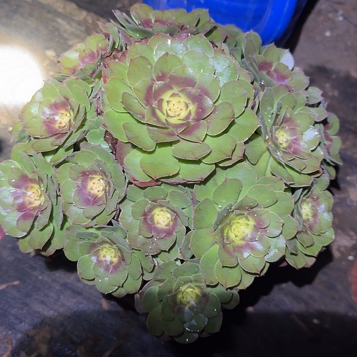 精品红心万圣节老桩亏本福利