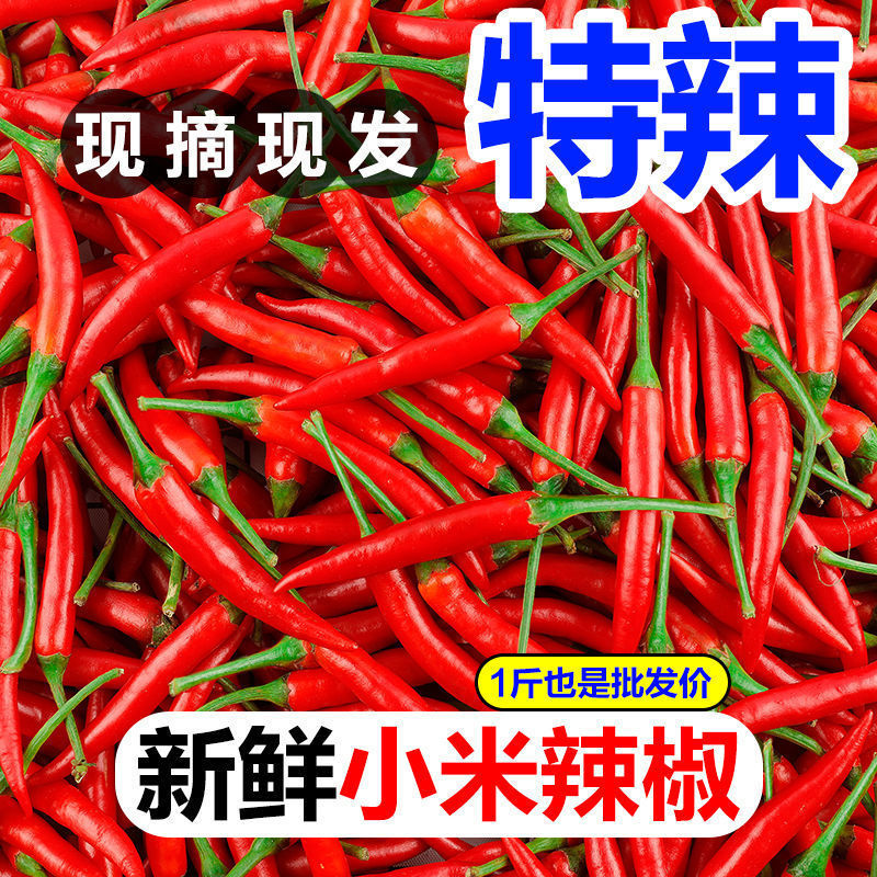 云南正宗小米辣新鲜现摘魔鬼辣特辣超辣可做泡椒餐饮用的优质辣椒