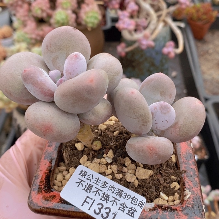 大叶奶老桩8cm331多肉植物
