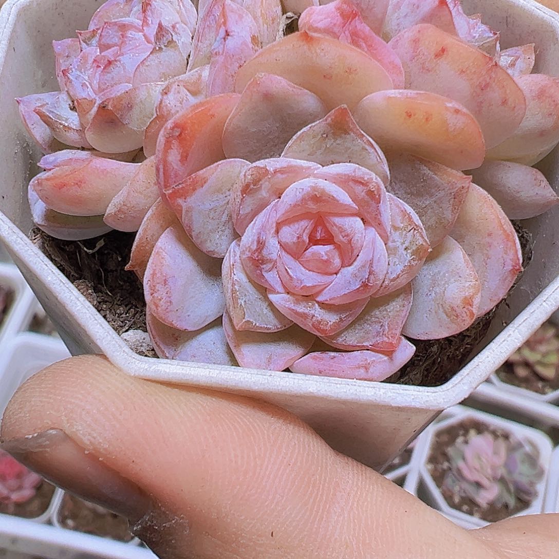 方糖群19包邮多肉植物