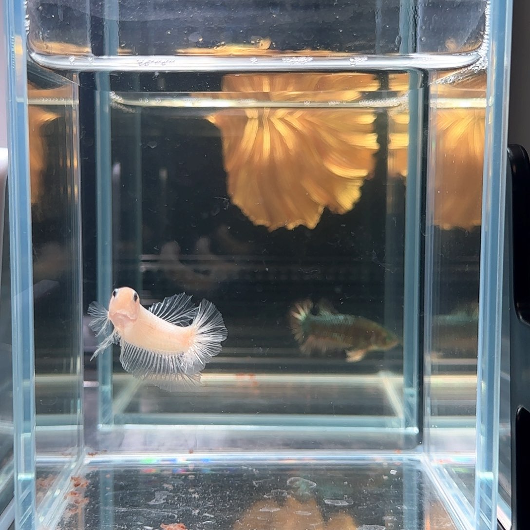 斗鱼活体观赏鱼好养耐活