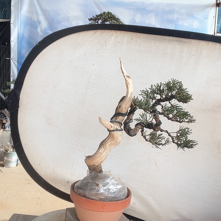 济州真柏盆景老桩