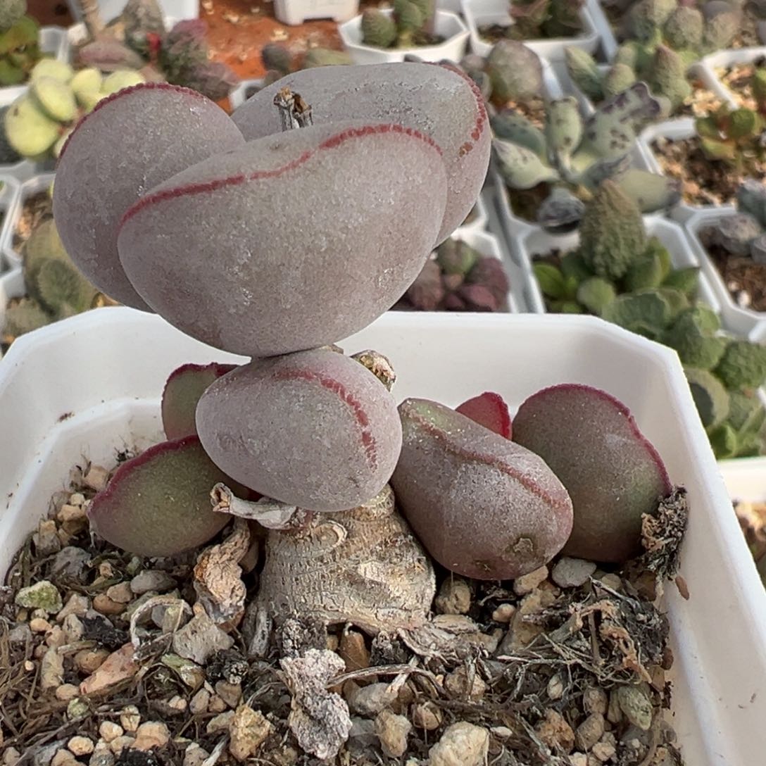 白肌红蛋老桩多肉植物水泡