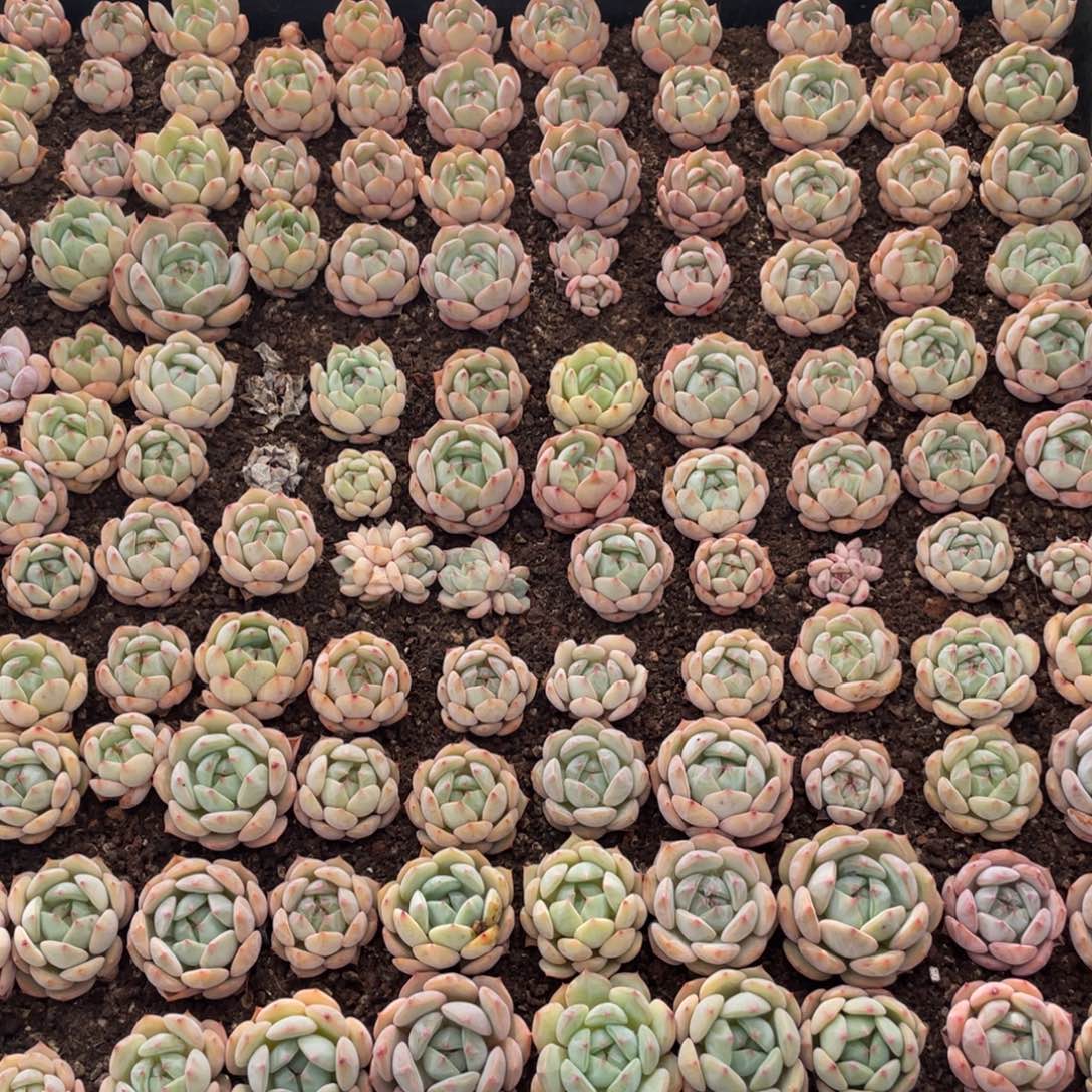 云糖心多肉植物134