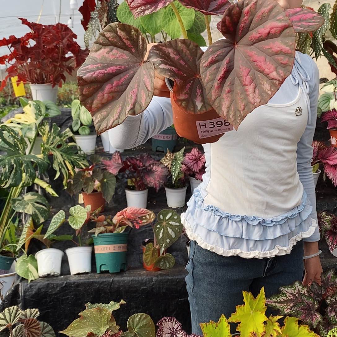 不开花植物小****?秋海棠398