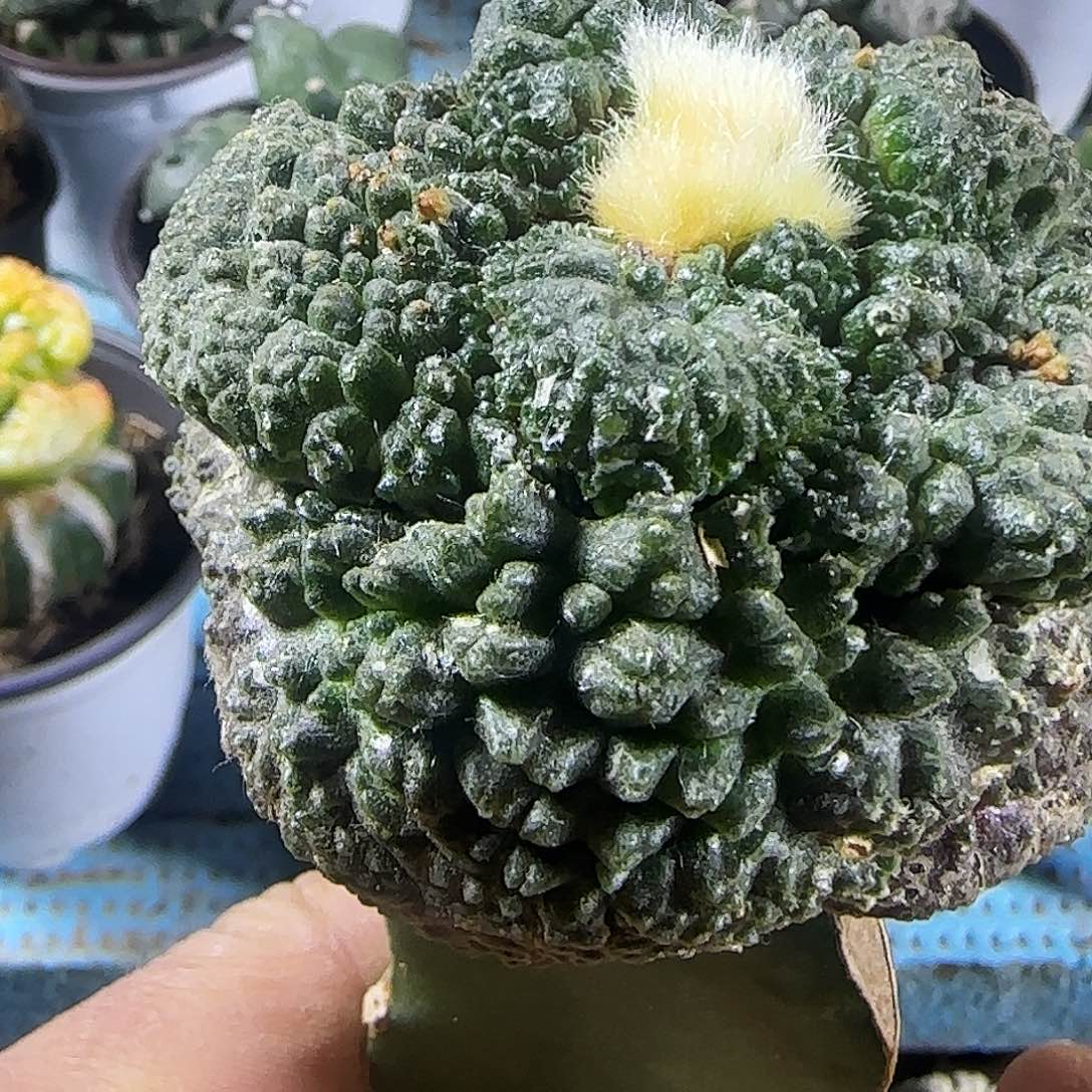 大尤哥斯拉862仙人球开花