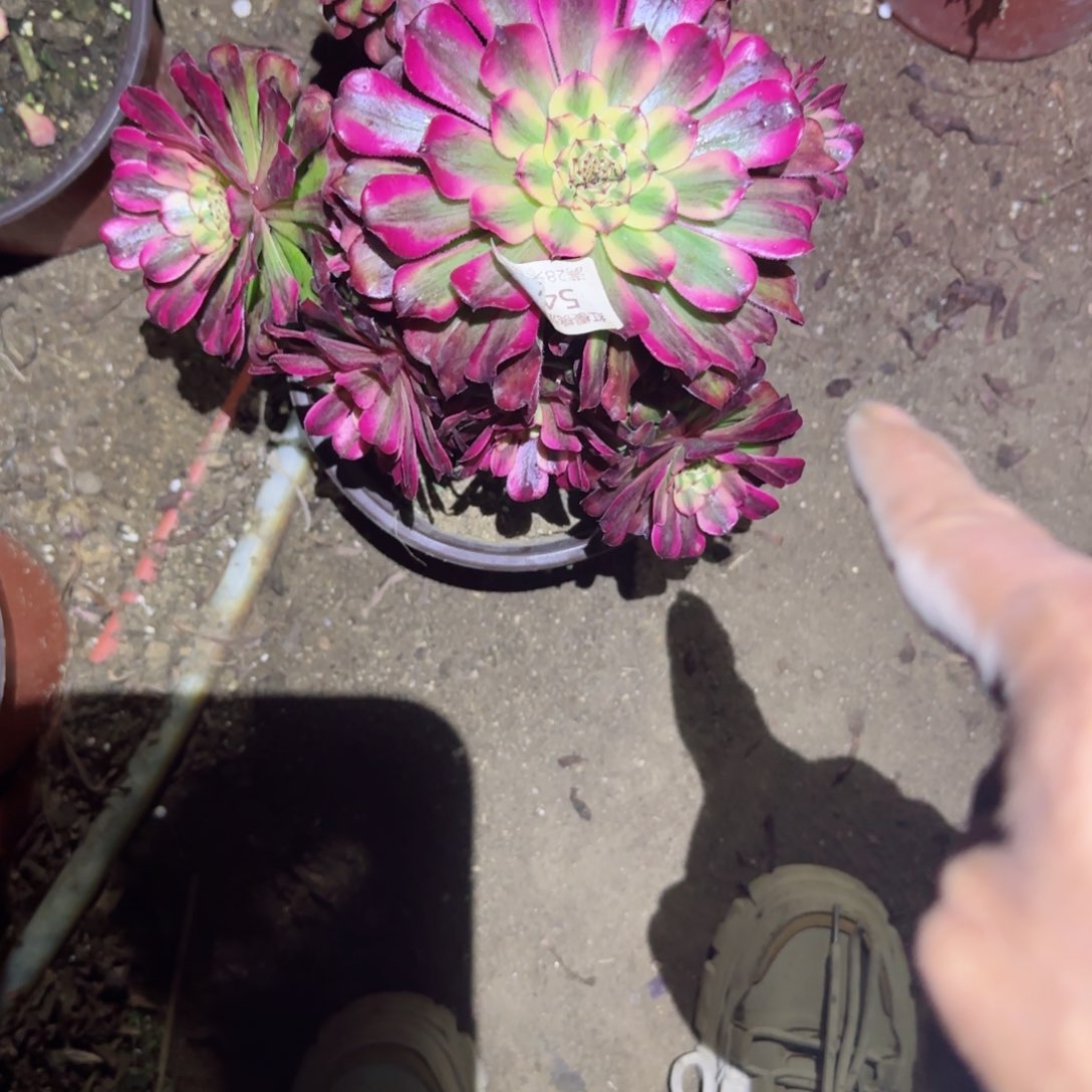 维纳斯法师多肉544