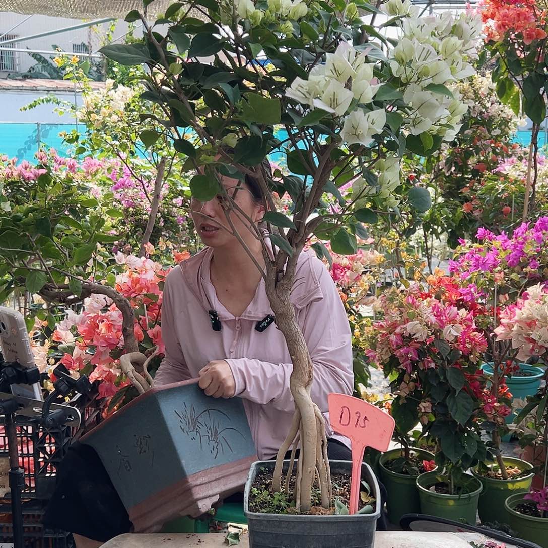 公****大部分花苞少量开放D95绿樱