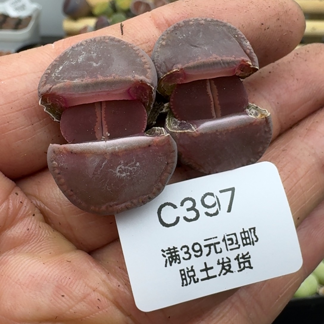 397ko哈哈哈哈哈哈哈哈