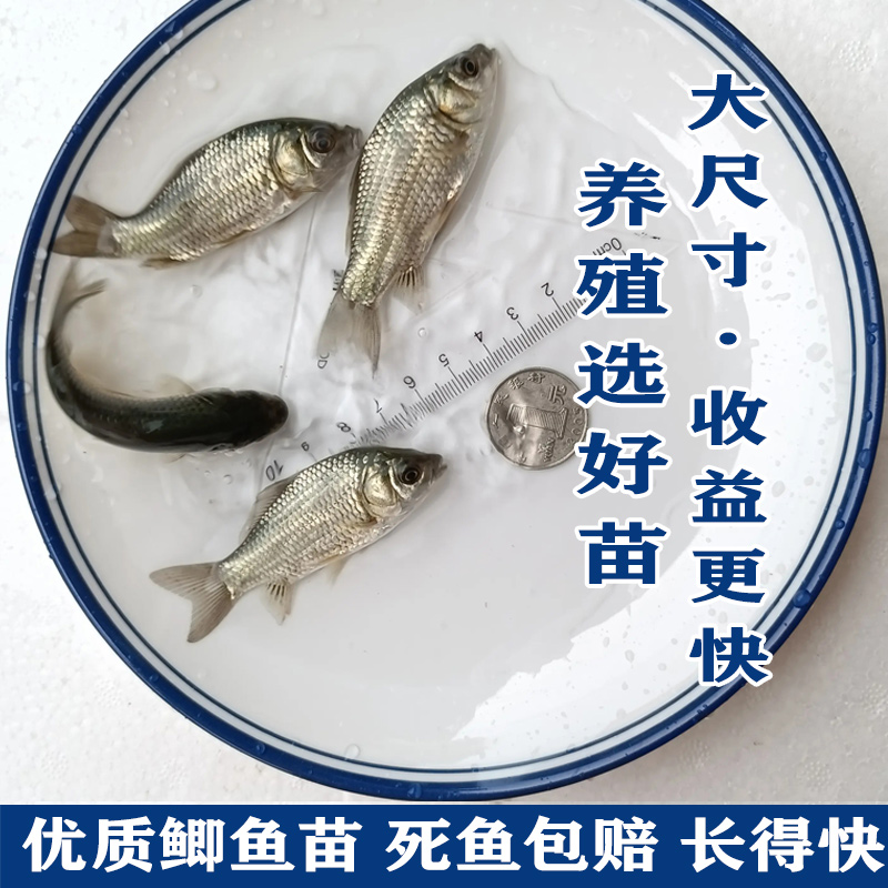 中科五号鲫鱼黄金鲫鱼工程湘云鲫土鲫淡水养殖食用活体大草鱼
