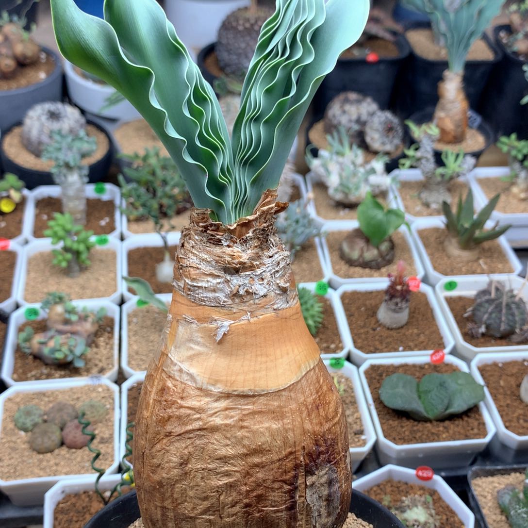 产地巨凤之卵带盆7.1cm