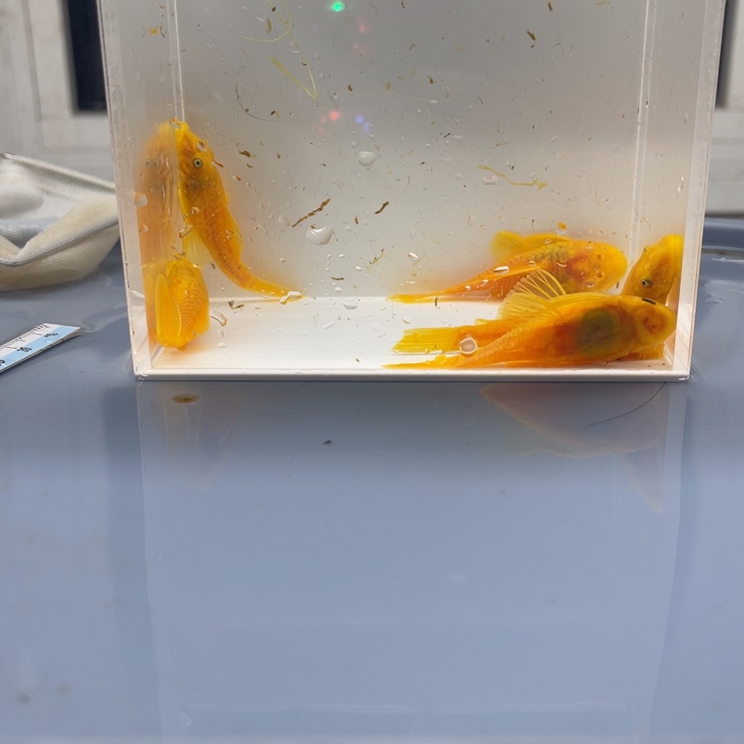 清道夫鱼胡子俩公4母