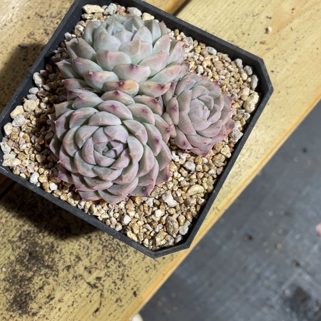 多肉三头老庄群生多肉一个