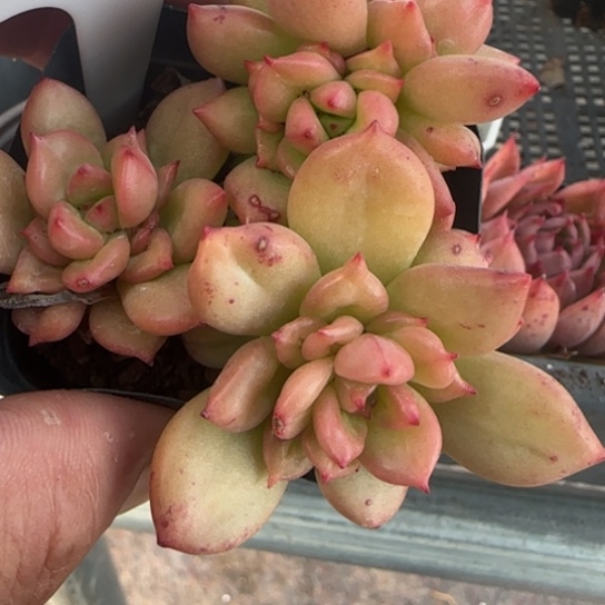 273苹果花一物一拍多肉