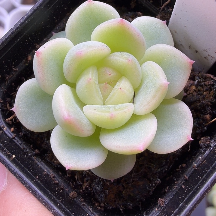 雪花甜心四公分盆口