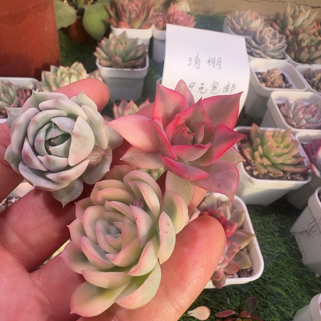 晨***舞多肉植物多肉植物