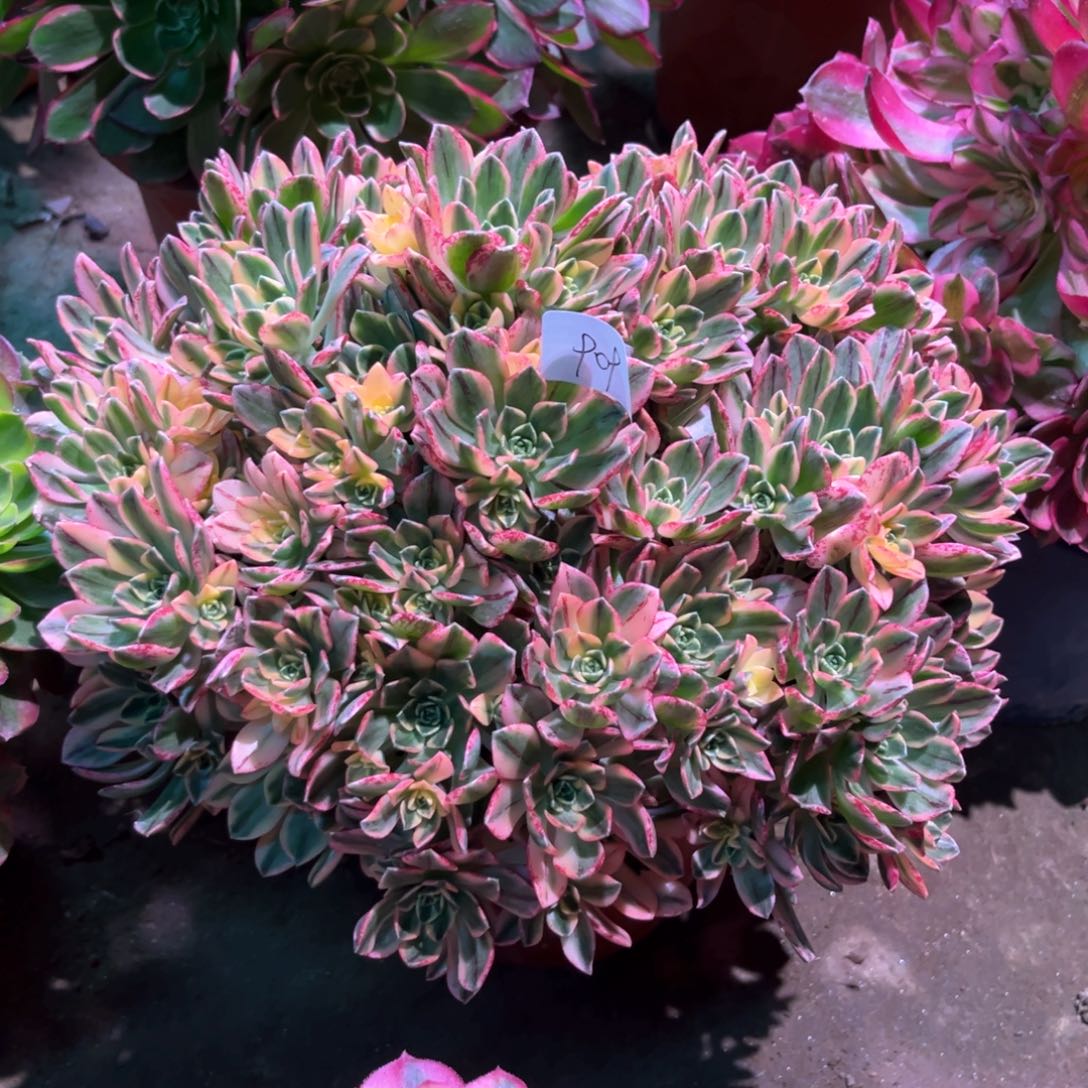 多肉植物甜茶909