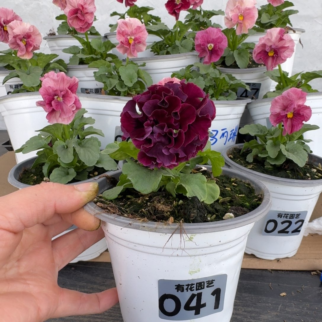 全部花朵041号角堇