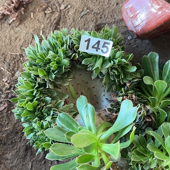 宅***雪多肉植物一个妖装