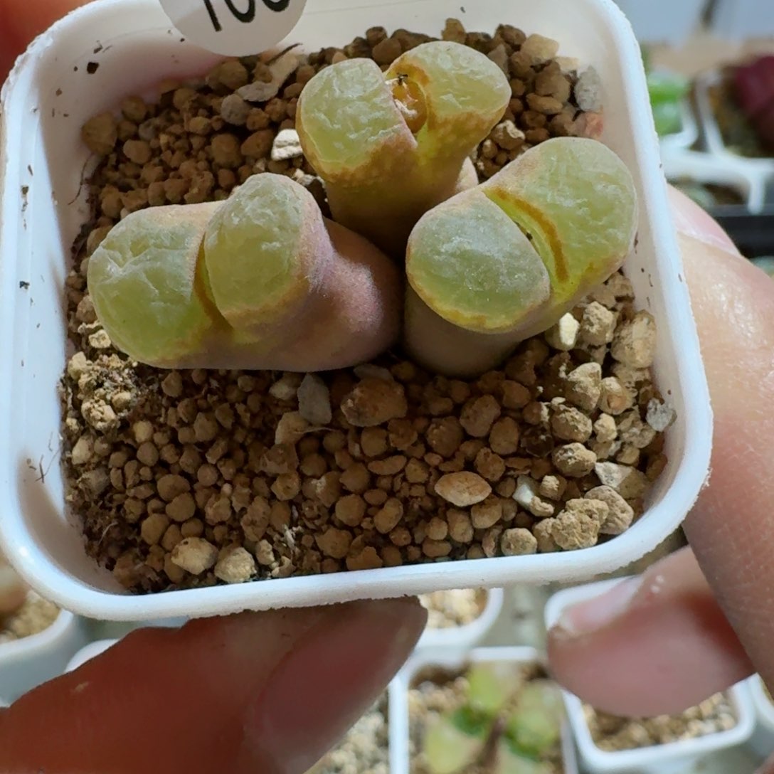 105......多肉.....