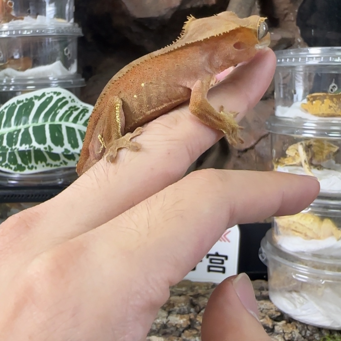 Y***g睫角守宫双红带renzha盒