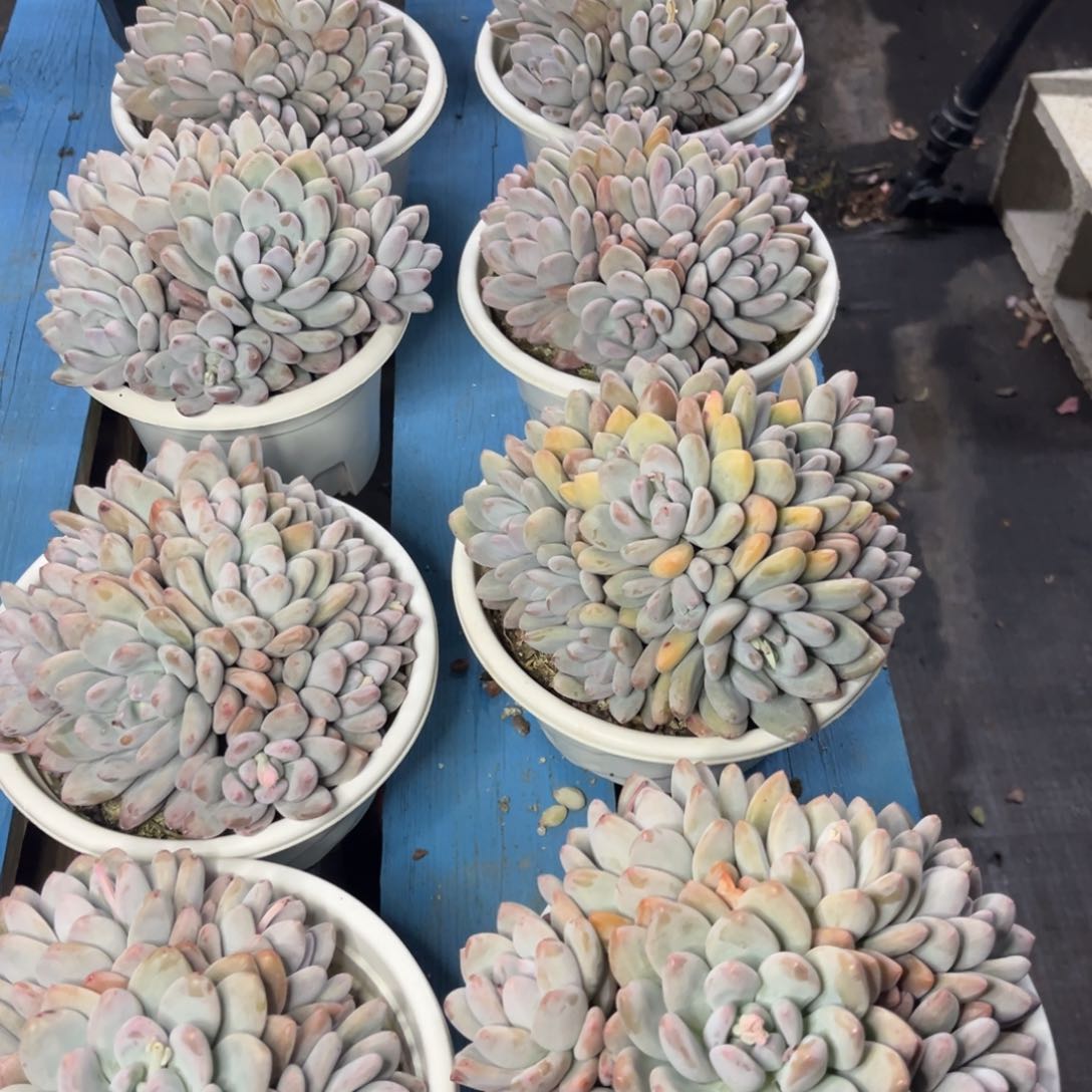 小雨多肉一物一拍香水